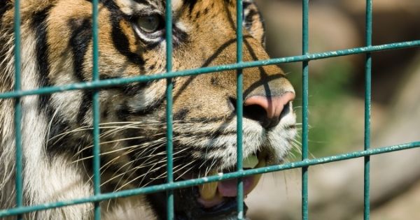 How To Build an Animal Enclosure Using Wire Railing